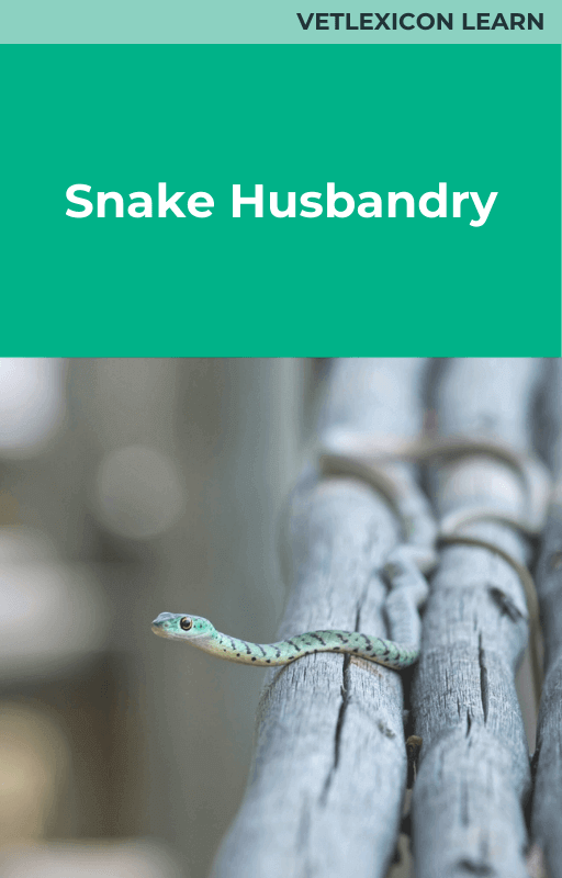 Snake Husbandry