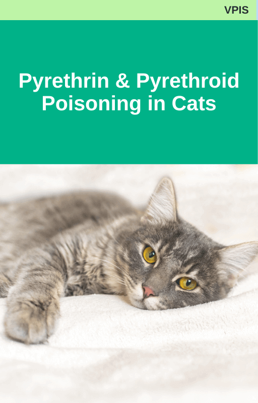 VPIS Pyrethrin and Pyrethroid Poisoning in Cats