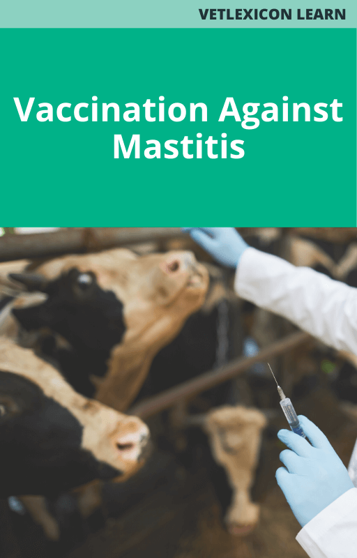 Bovine Vaccination Against Mastitis