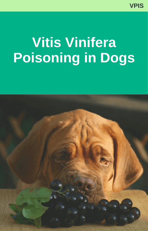 Vitis Vinifera Poisoning in Dogs